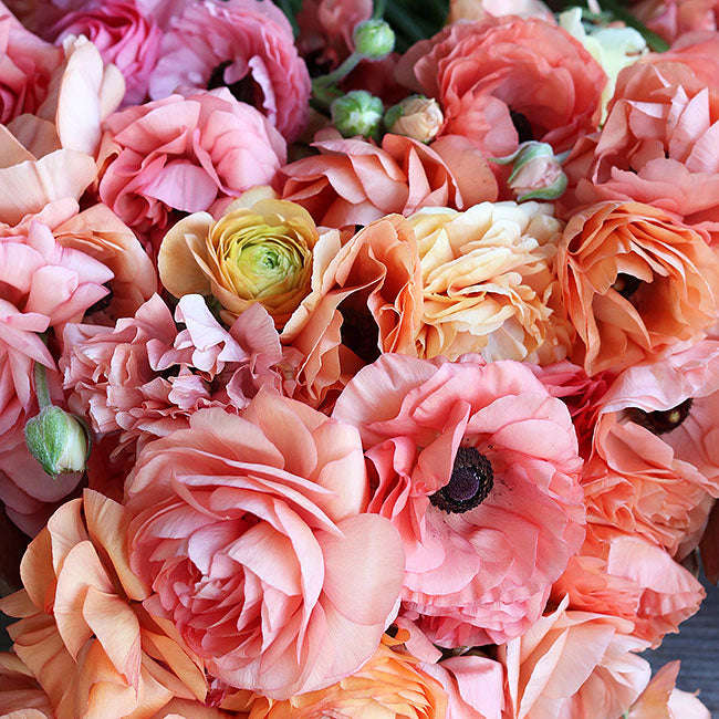 Flowers | Ranunculus special mixes | Renee's Garden Seeds