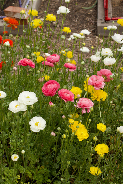 Jumbo Spring Joy