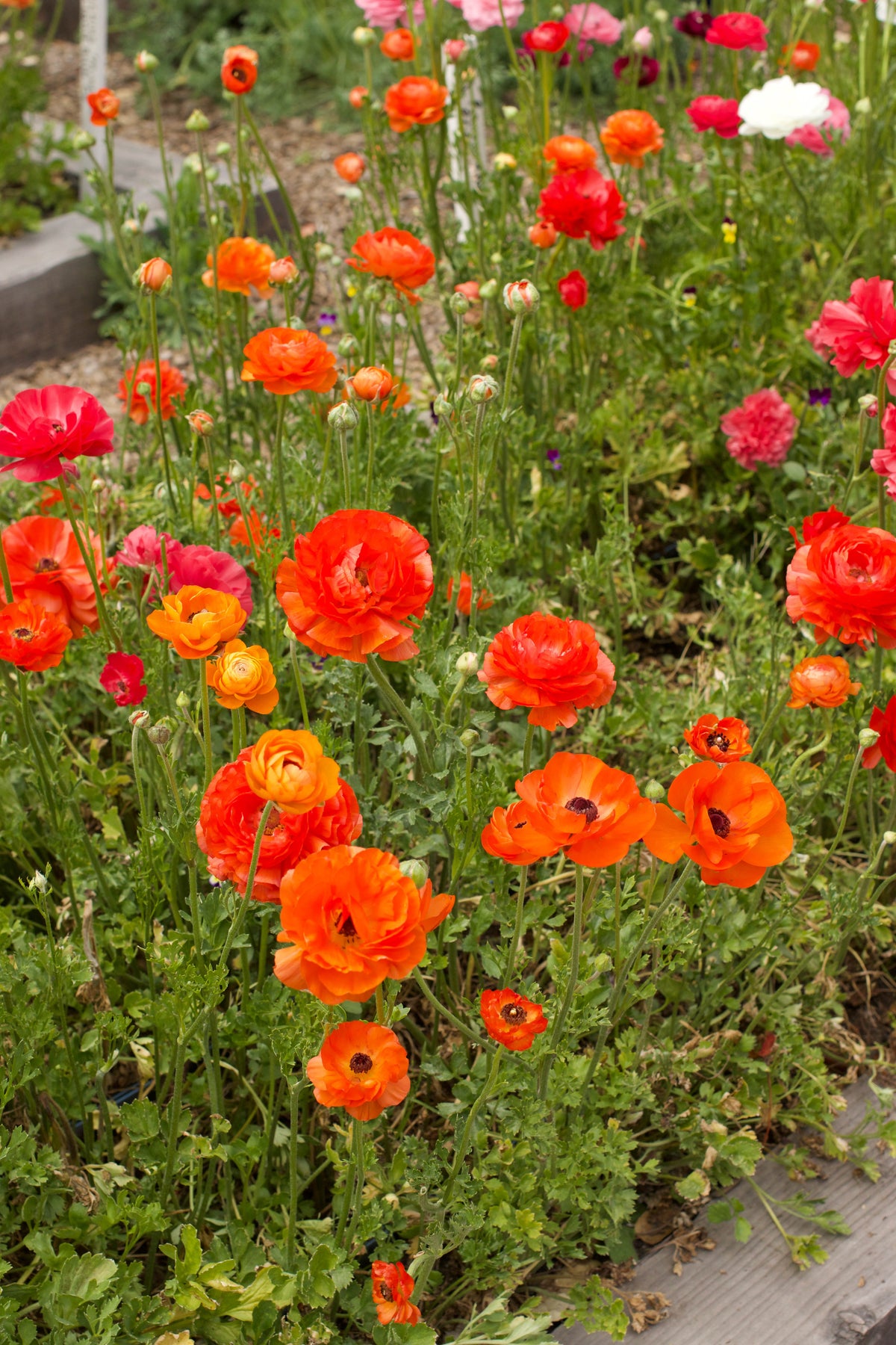 'Sunset Glow' Ranunculus Mix – Renee's Garden