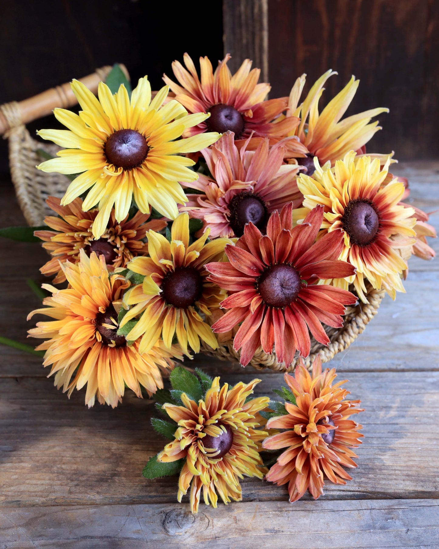 Butterfly Rudbeckia - Sahara