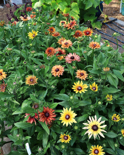 Butterfly Rudbeckia - Sahara