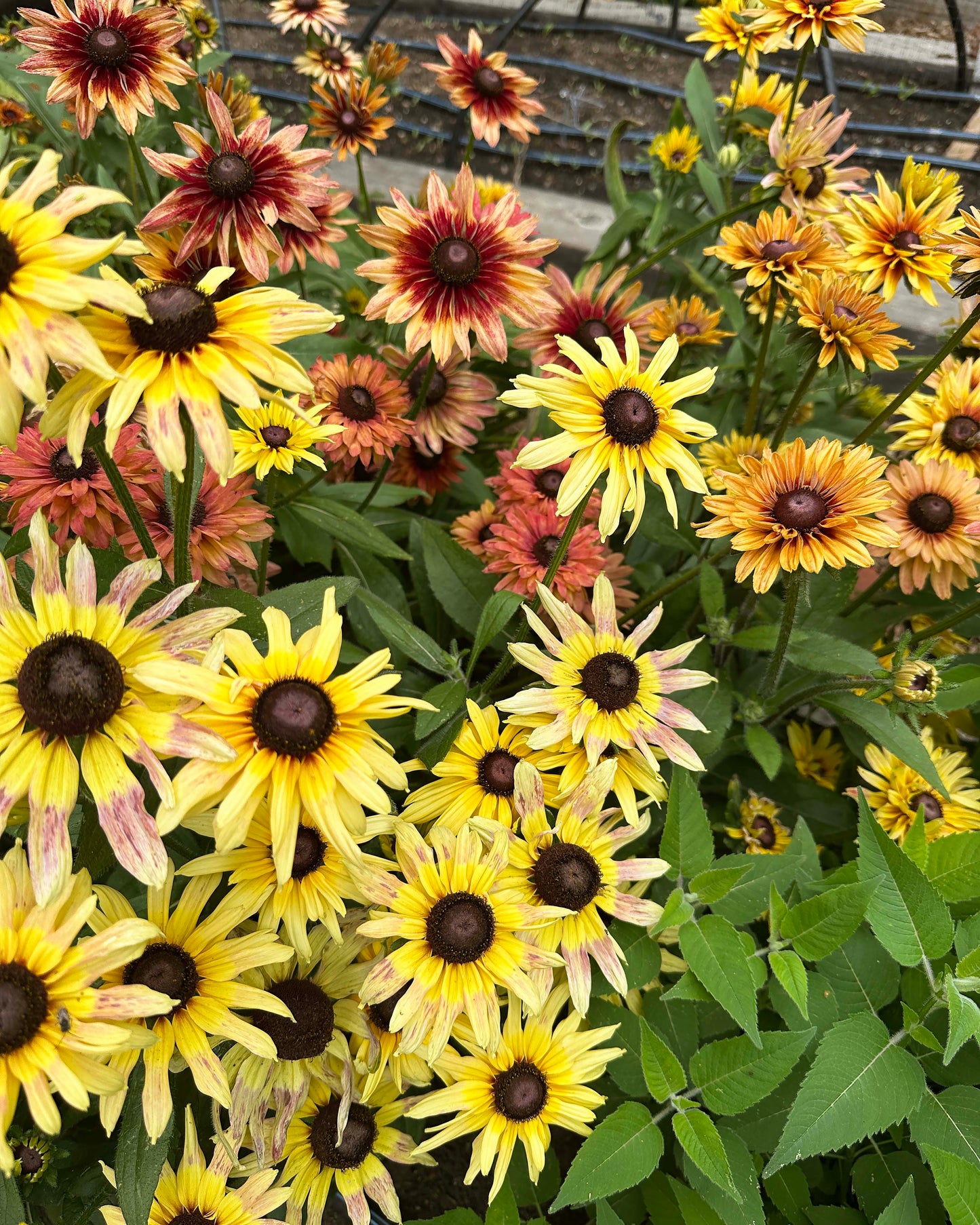 Butterfly Rudbeckia - Sahara
