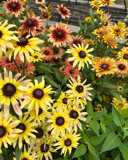 Butterfly Rudbeckia - Sahara