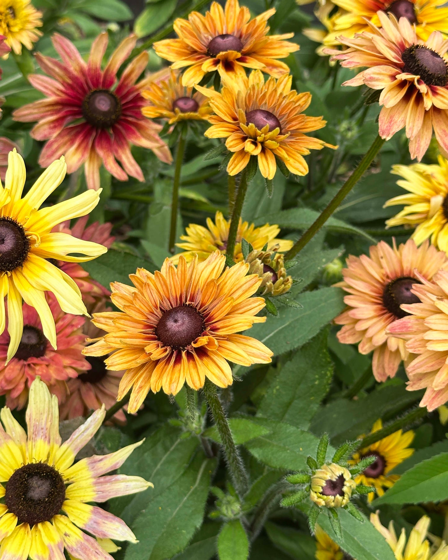 Butterfly Rudbeckia - Sahara