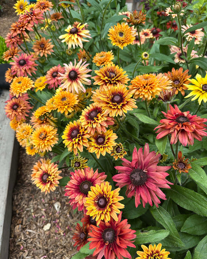 Butterfly Rudbeckia - Sahara