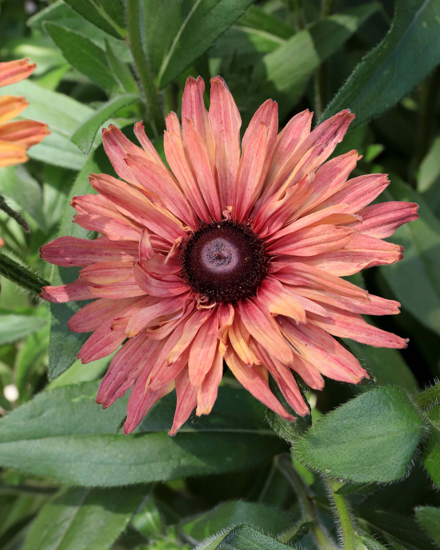 Butterfly Rudbeckia - Sahara