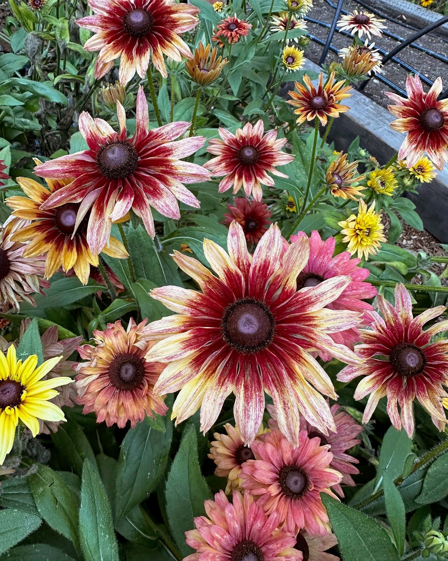 Butterfly Rudbeckia - Sahara