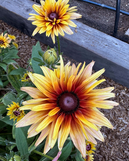Butterfly Rudbeckia - Sahara