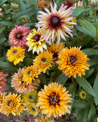 Butterfly Rudbeckia - Sahara