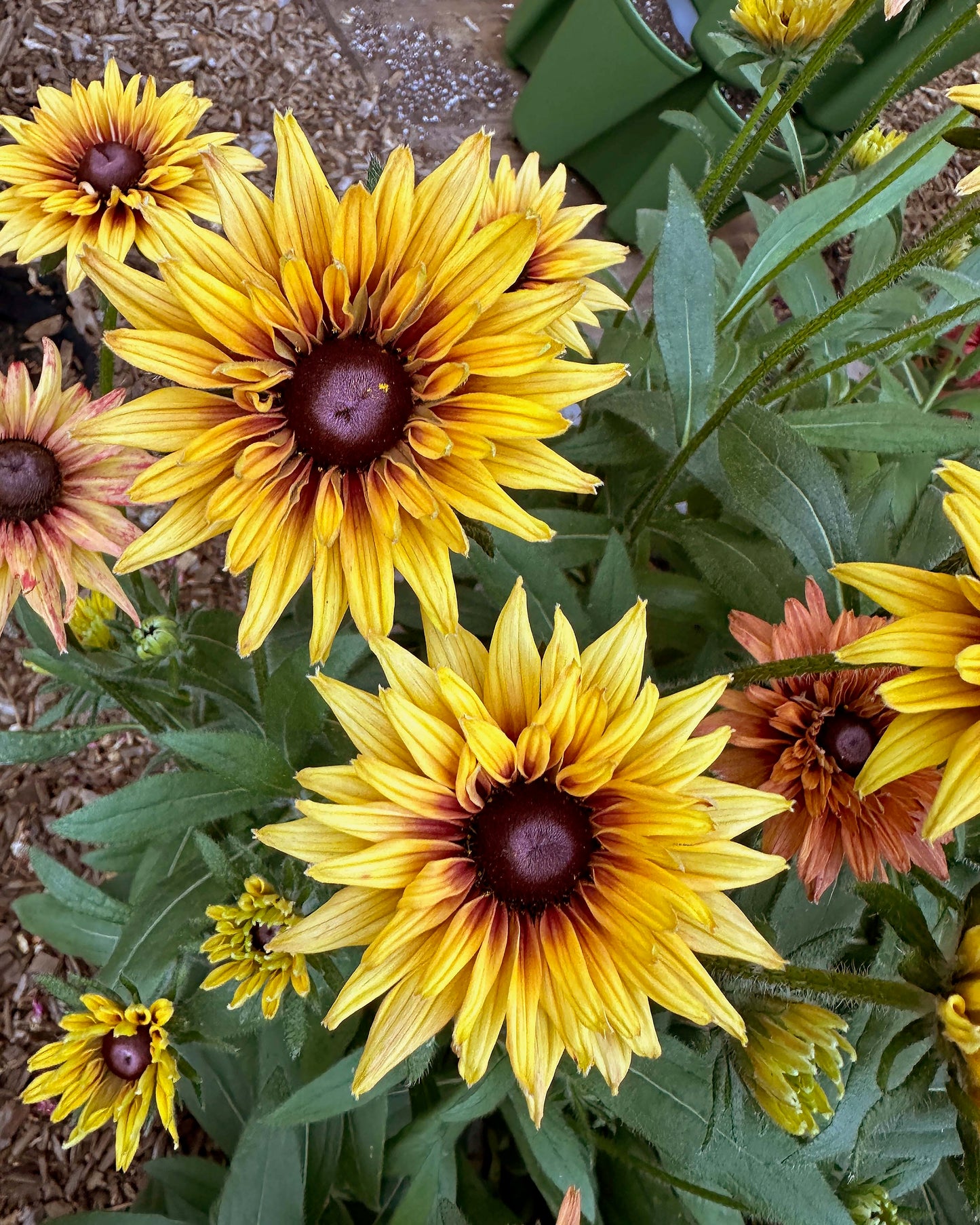 Butterfly Rudbeckia - Sahara
