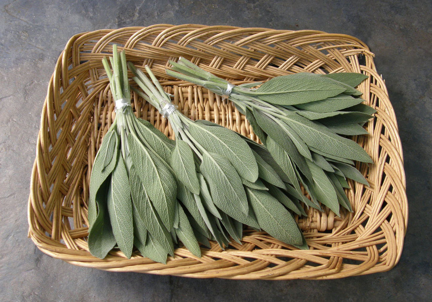 Italian Aromatic Sage