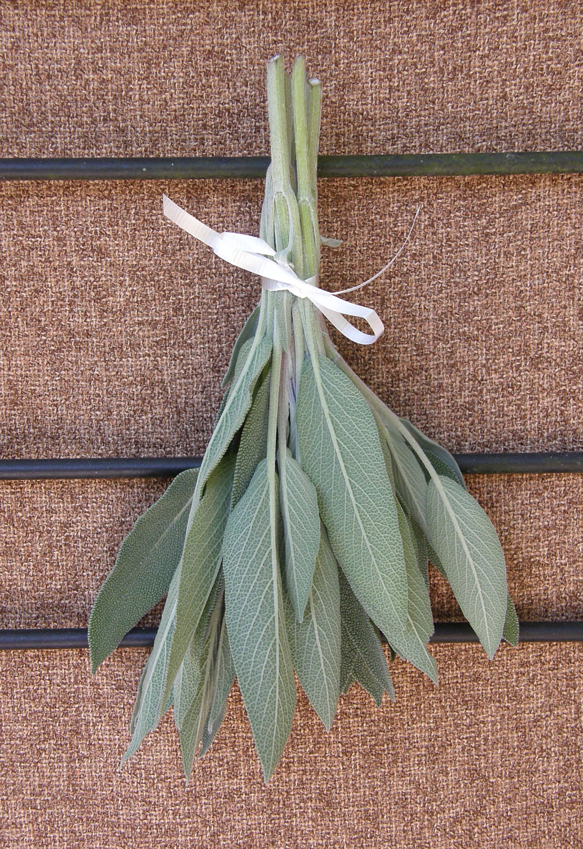 Italian Aromatic Sage