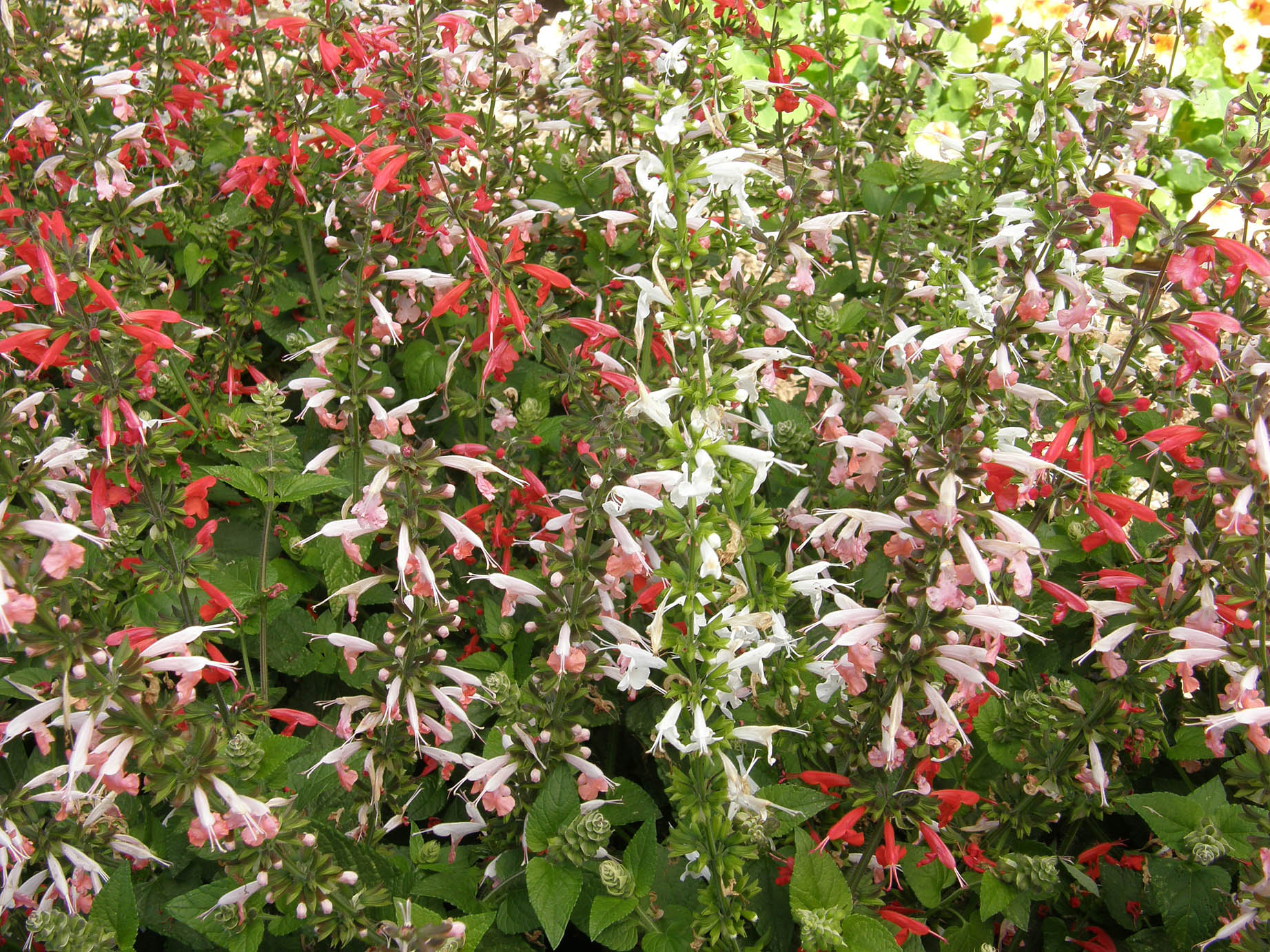 Bee Heaven' Container/Pollinator Salvia – Renee's Garden