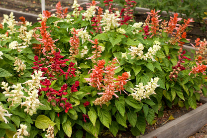 Hummingbird Salvia - Firelight Mix