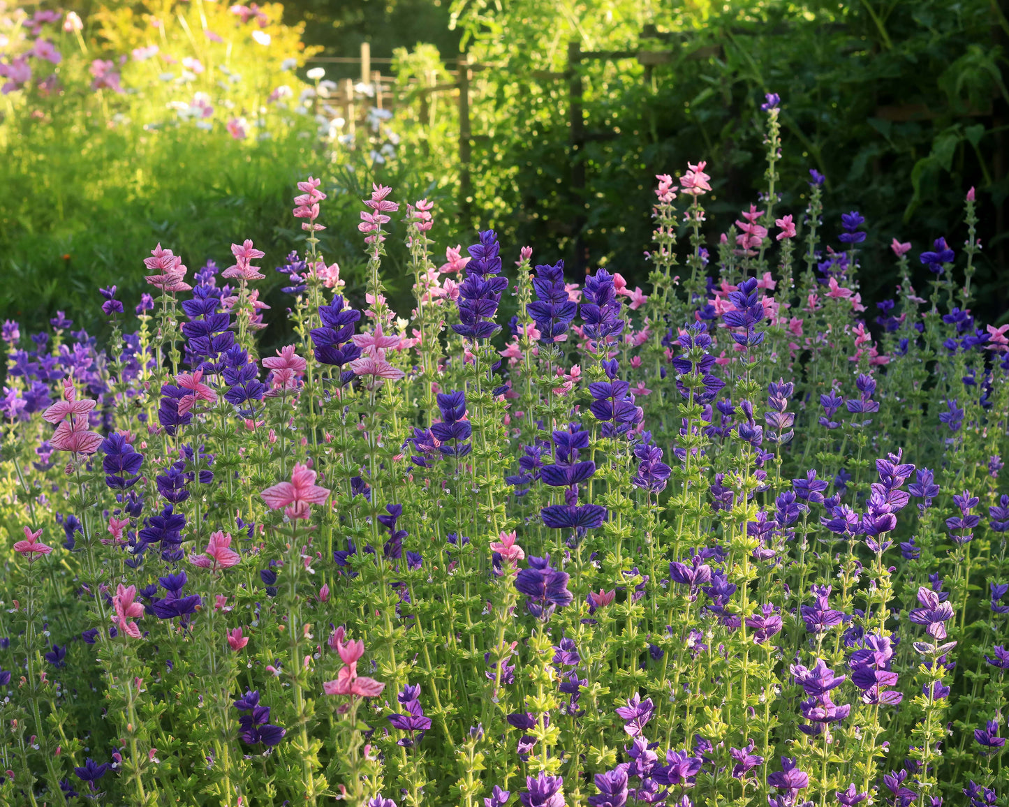Heirloom Butterfly Salvia - Marble Arch