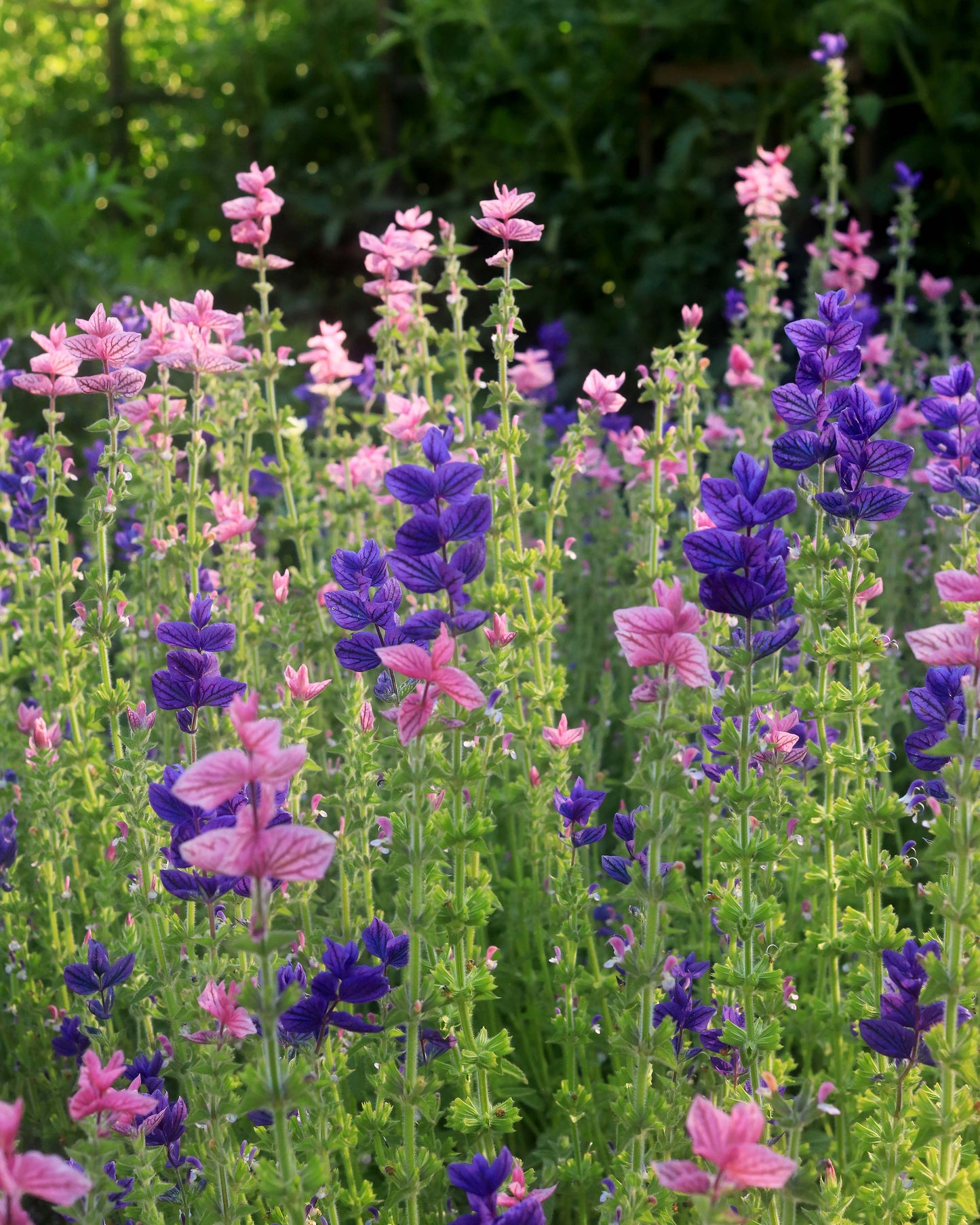 Heirloom Butterfly Salvia - Marble Arch