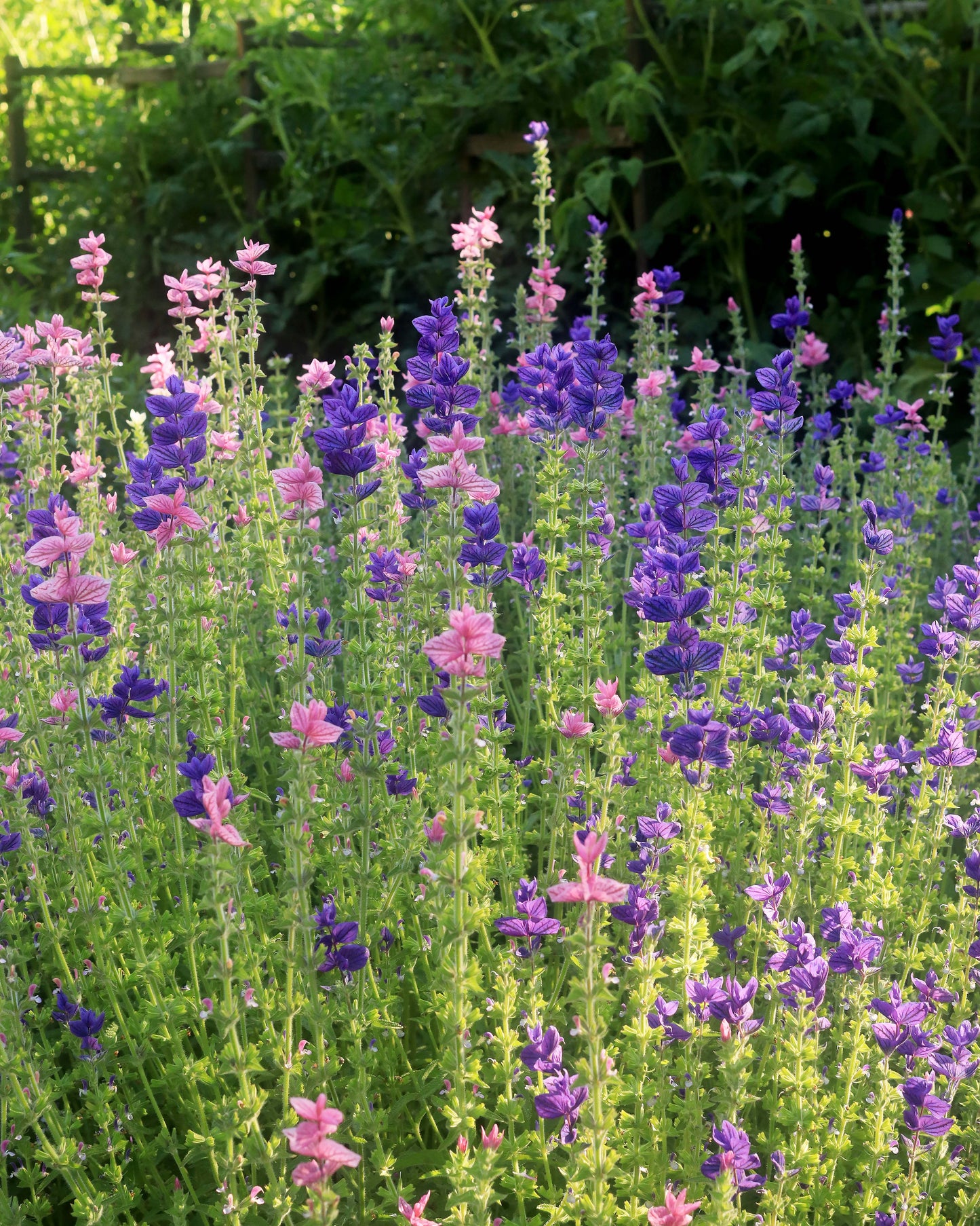 Heirloom Butterfly Salvia - Marble Arch