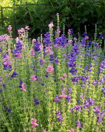 Heirloom Butterfly Salvia - Marble Arch