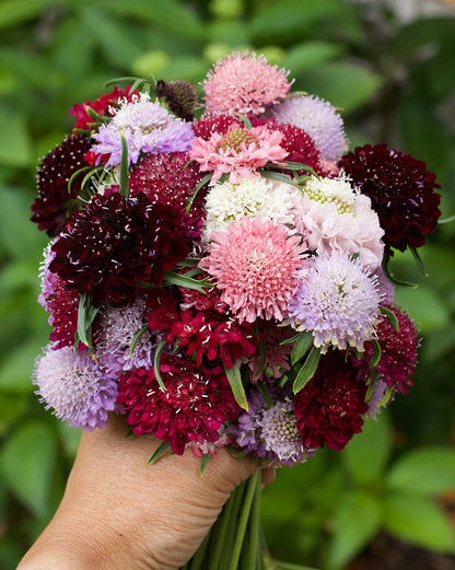 Grandmother's Pincushion