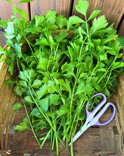 Heirloom Herbs - Amsterdam Seasoning Celery