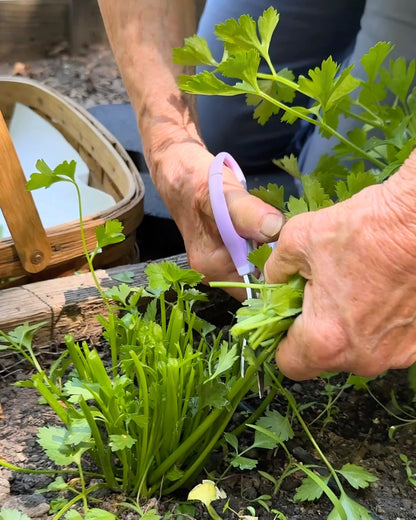 Heirloom Herbs - Amsterdam Seasoning Celery