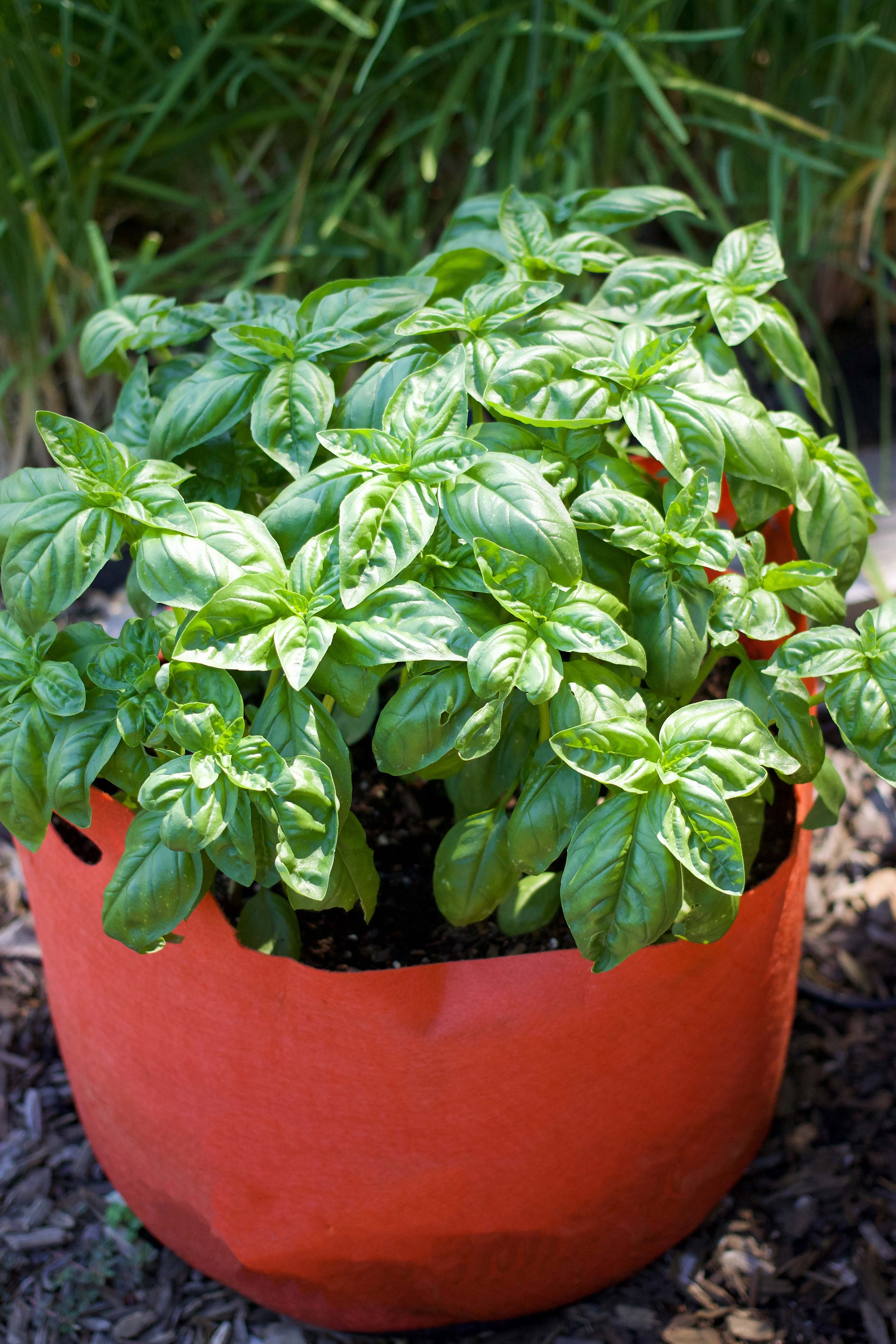 planting pot Smart Pots 7 Gallon Purple
