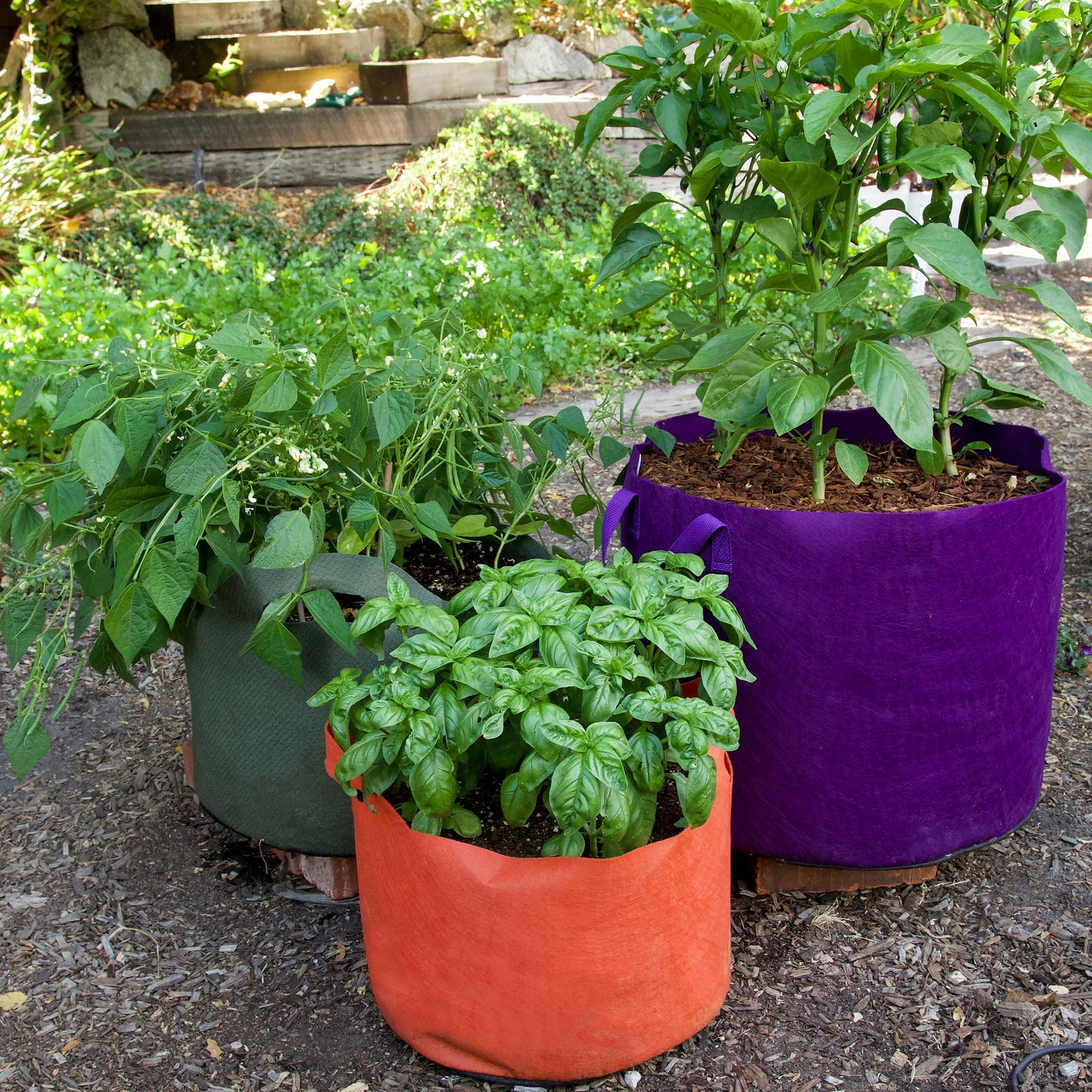 best place for plant pots near me Smart Pots 7 Gallon Purple