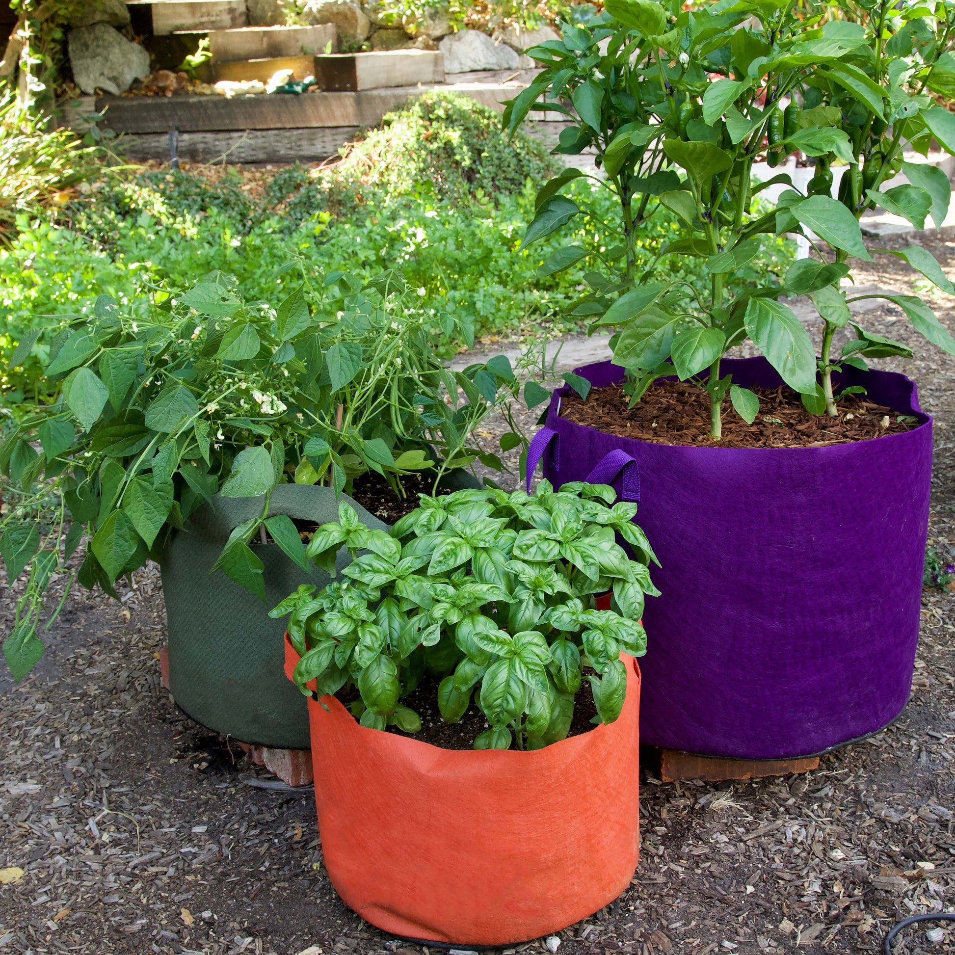 commercial plant pots for sale Smart Pots 7 Gallon Purple