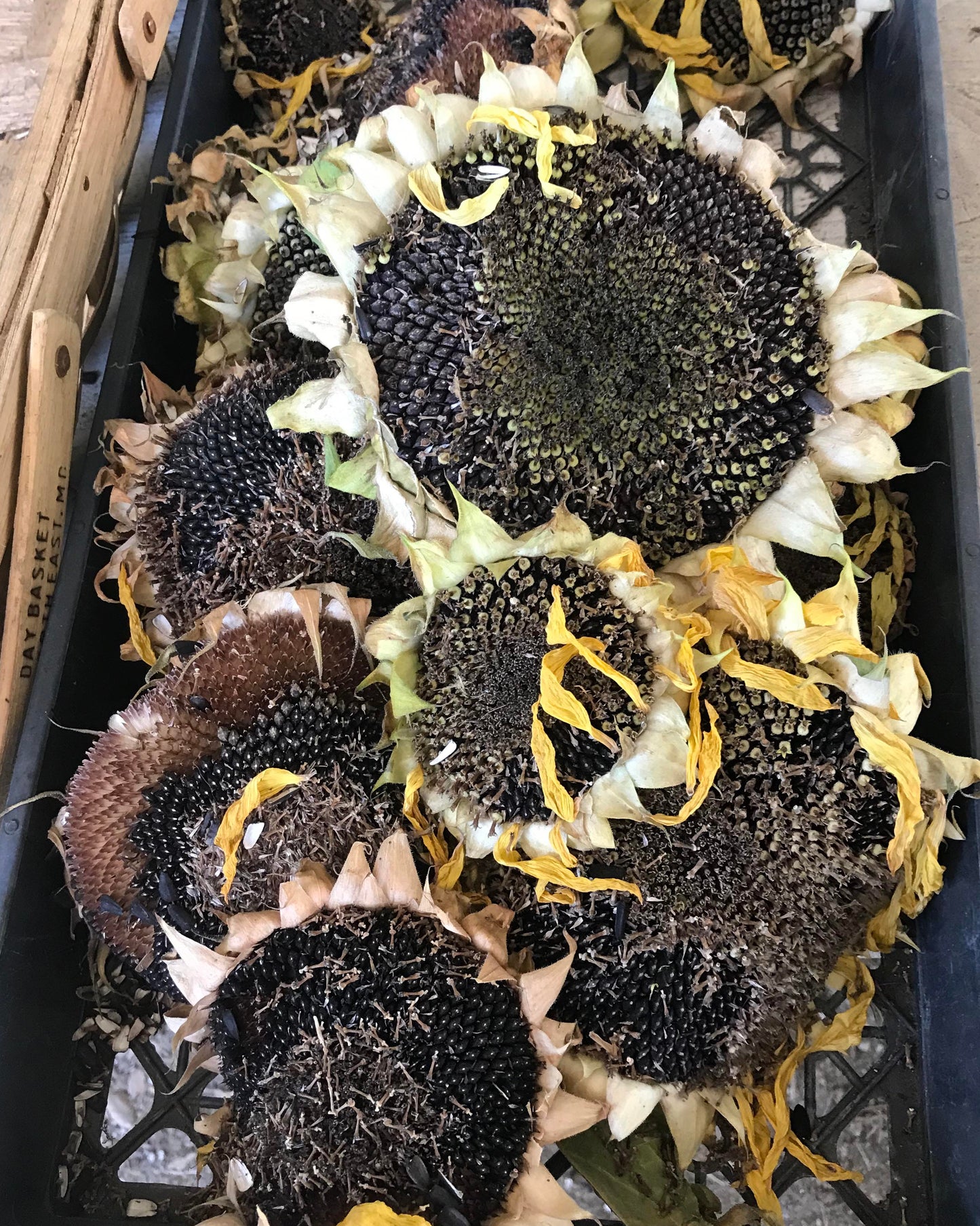 Snack Seed Sunflowers - Heirloom Mammoth Greystripe Organic