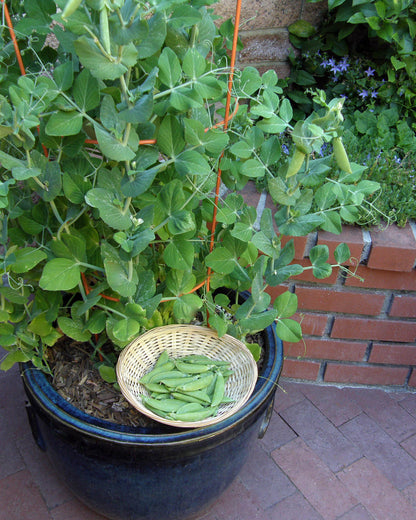 Container Snap Peas - Sugar Ann