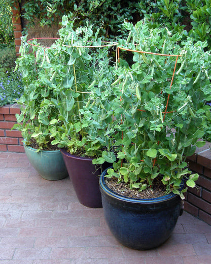 Container Snap Peas - Sugar Ann