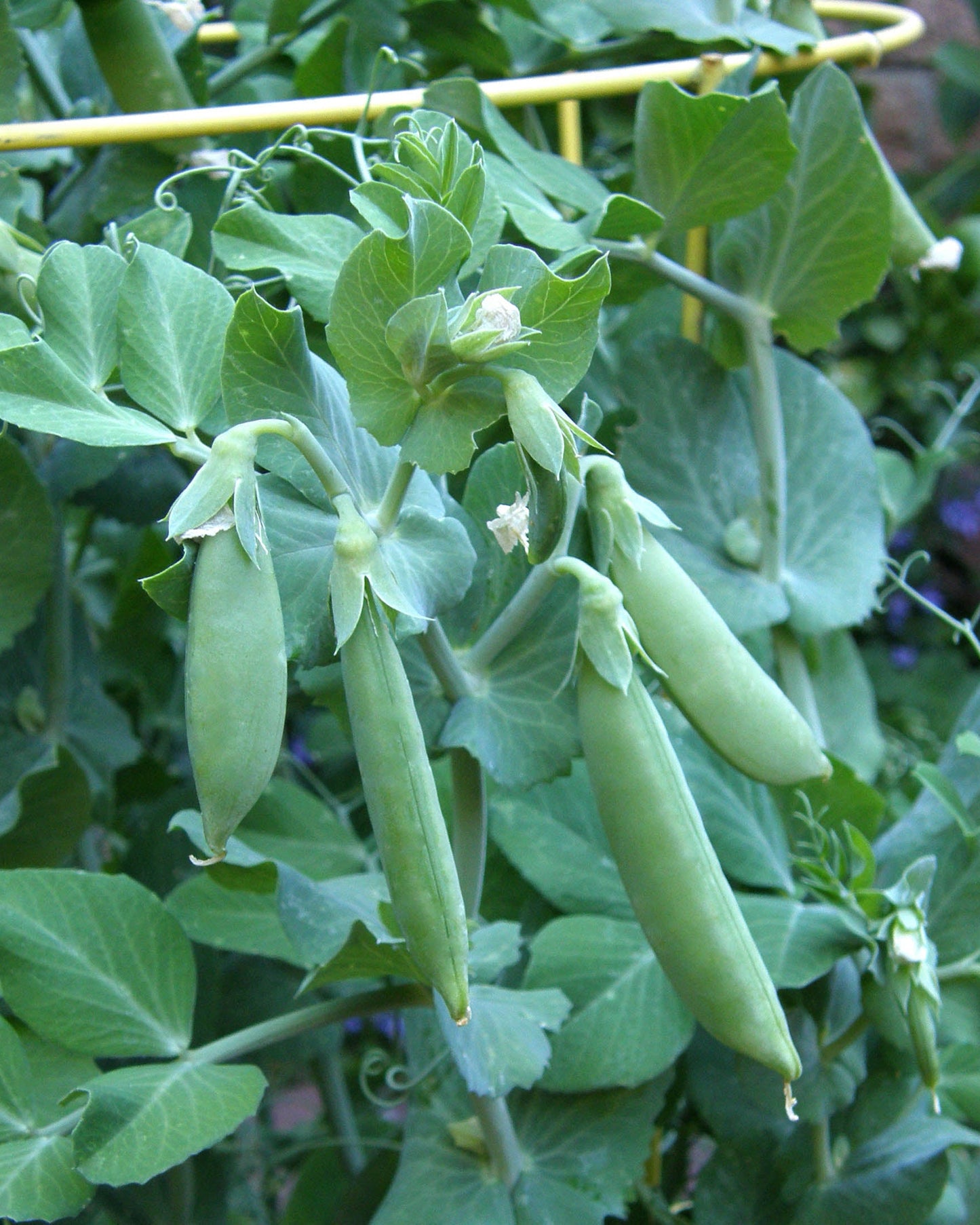 Container Snap Peas - Sugar Ann