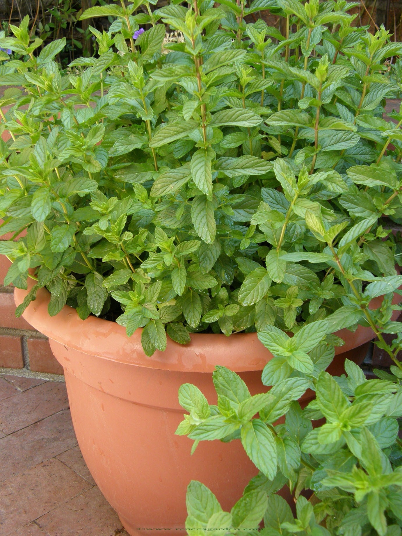 potted spearmint plant Spearmint Heirloom
