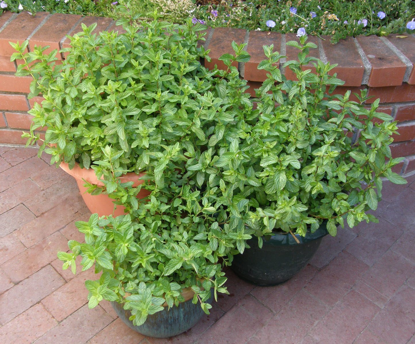 Heirloom Spearmint