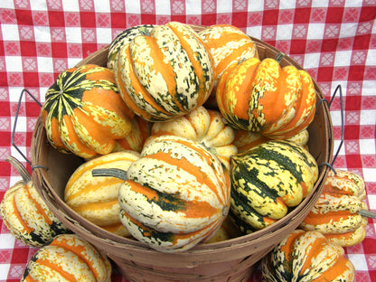 Festival Acorn