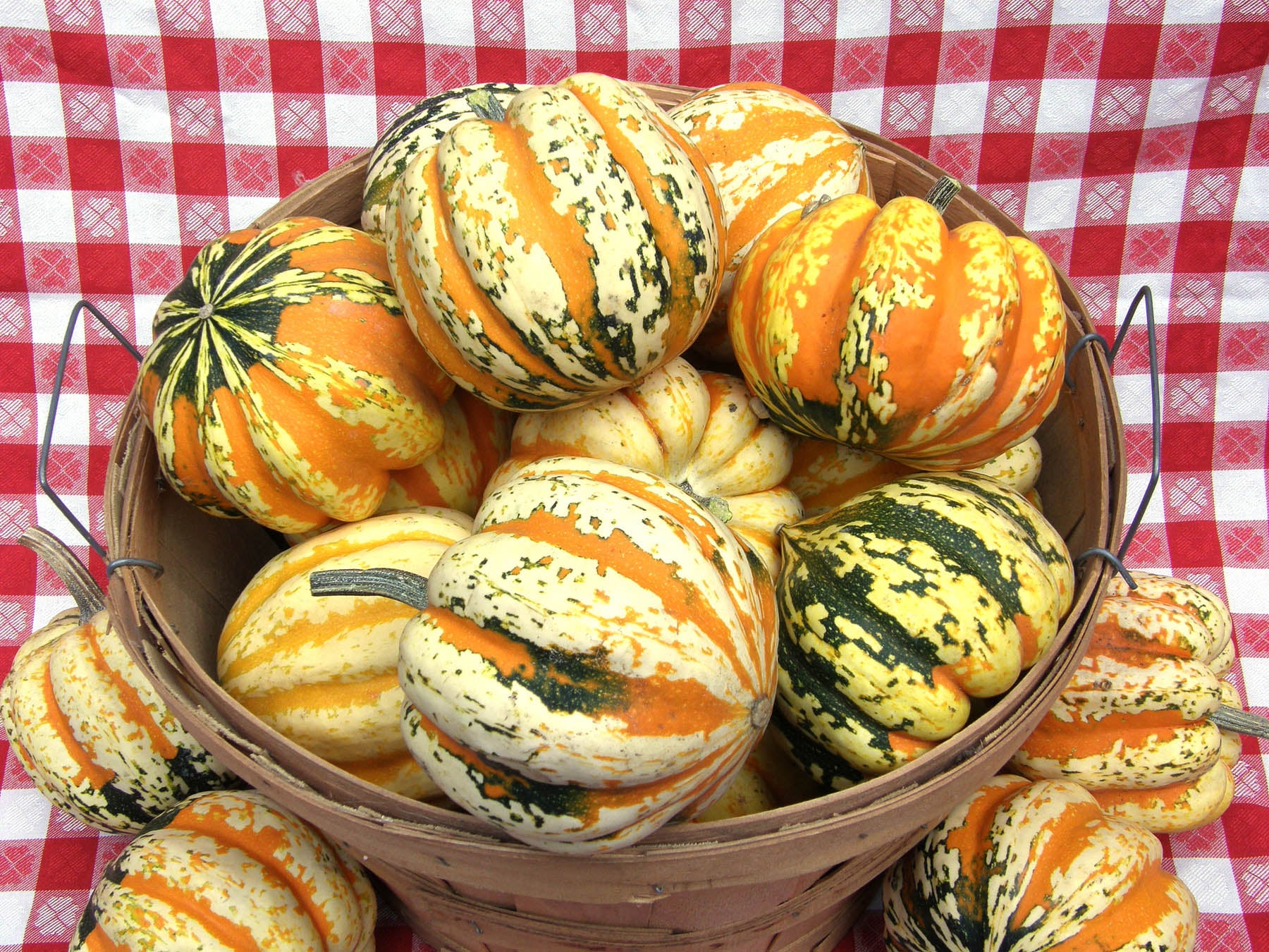 Festival Acorn' Winter Squash | Renee's Garden