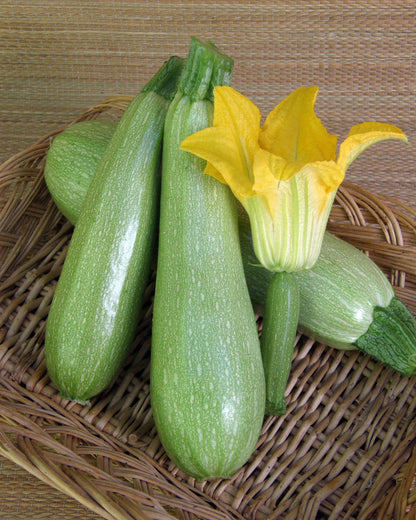 Middle Eastern Zucchini - Clarimore