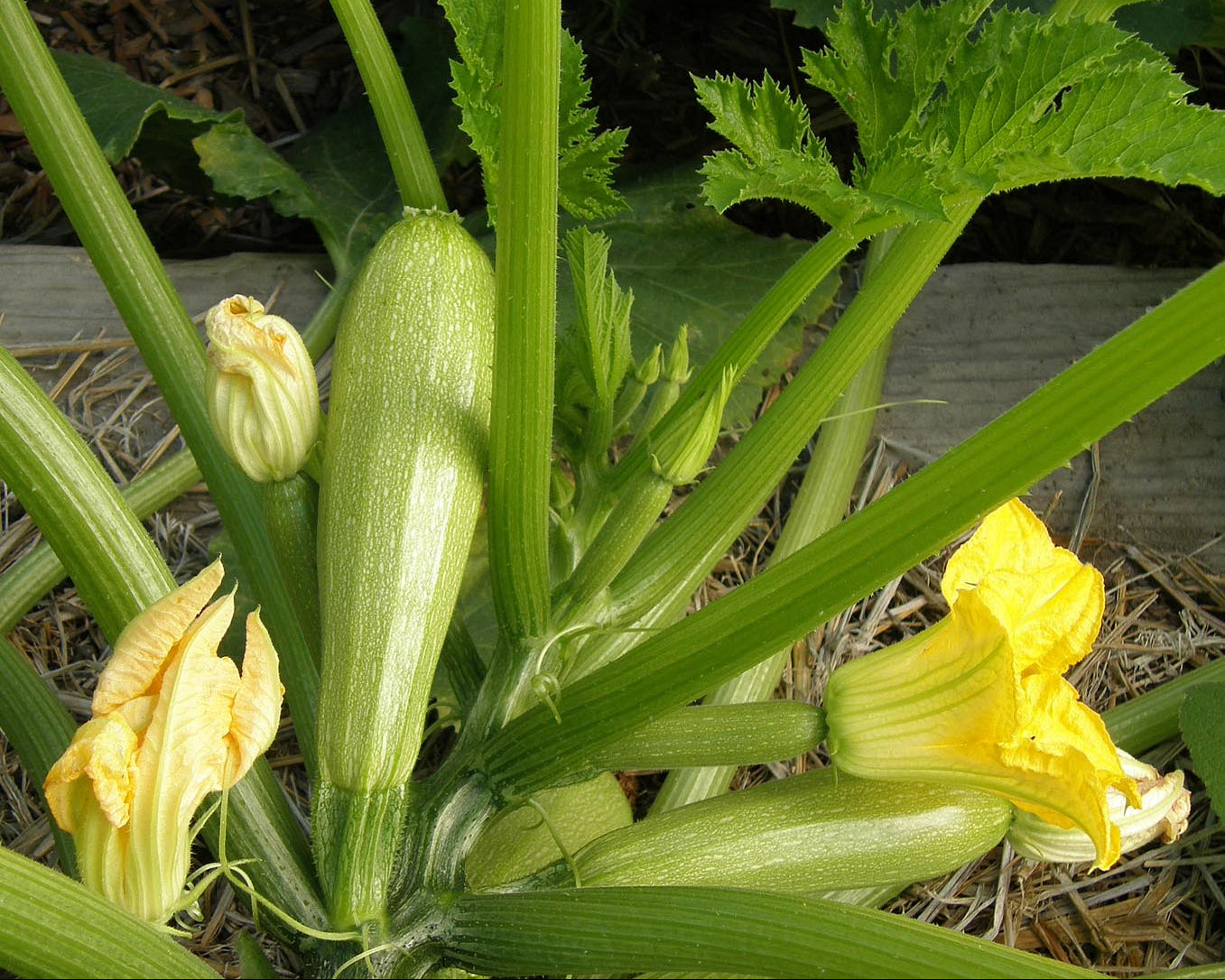 Middle Eastern Zucchini - Clarimore