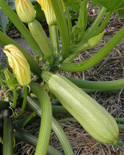 Middle Eastern Zucchini - Clarimore
