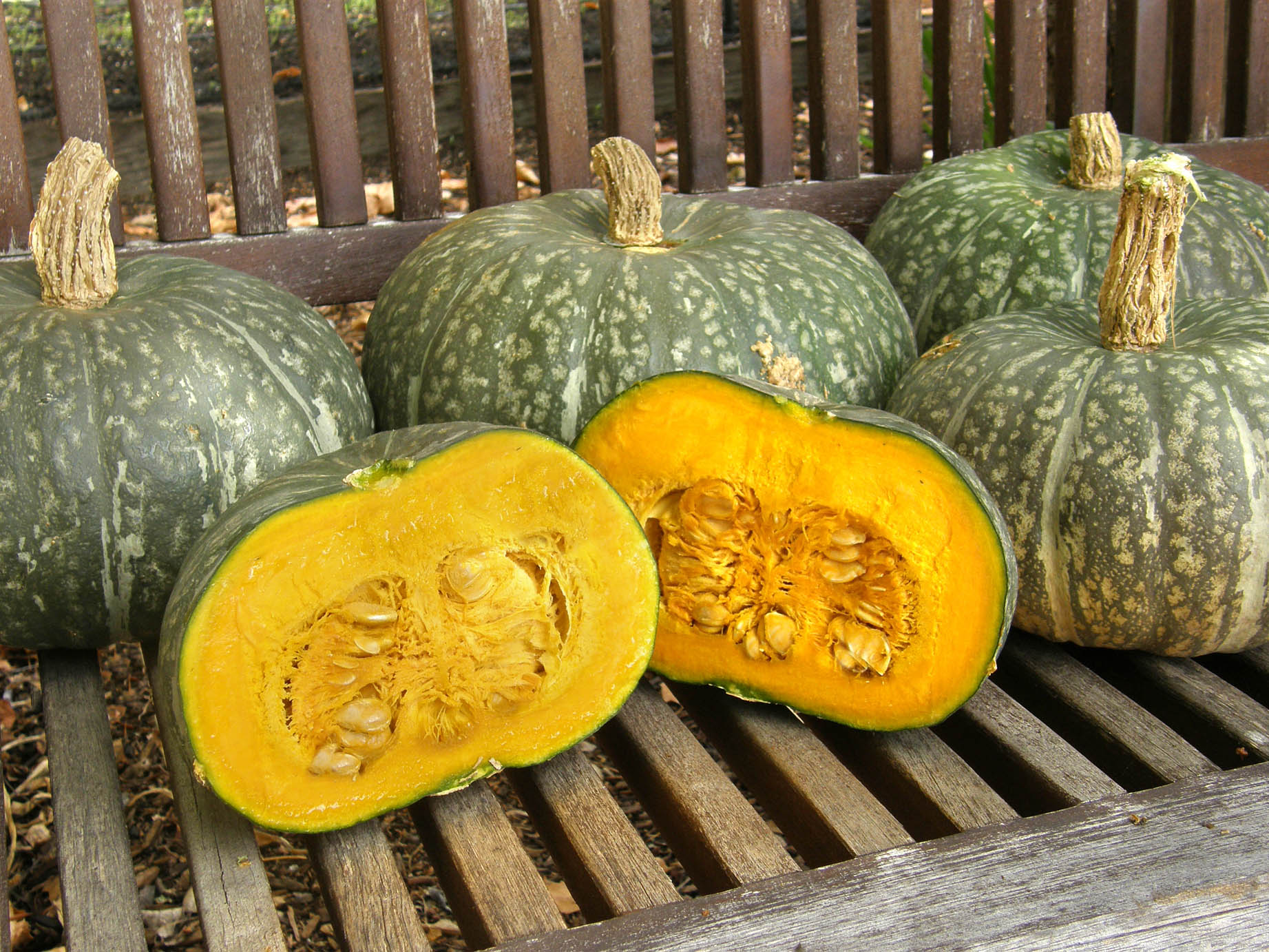 Kurin' Kabocha Winter Squash – Renee's Garden