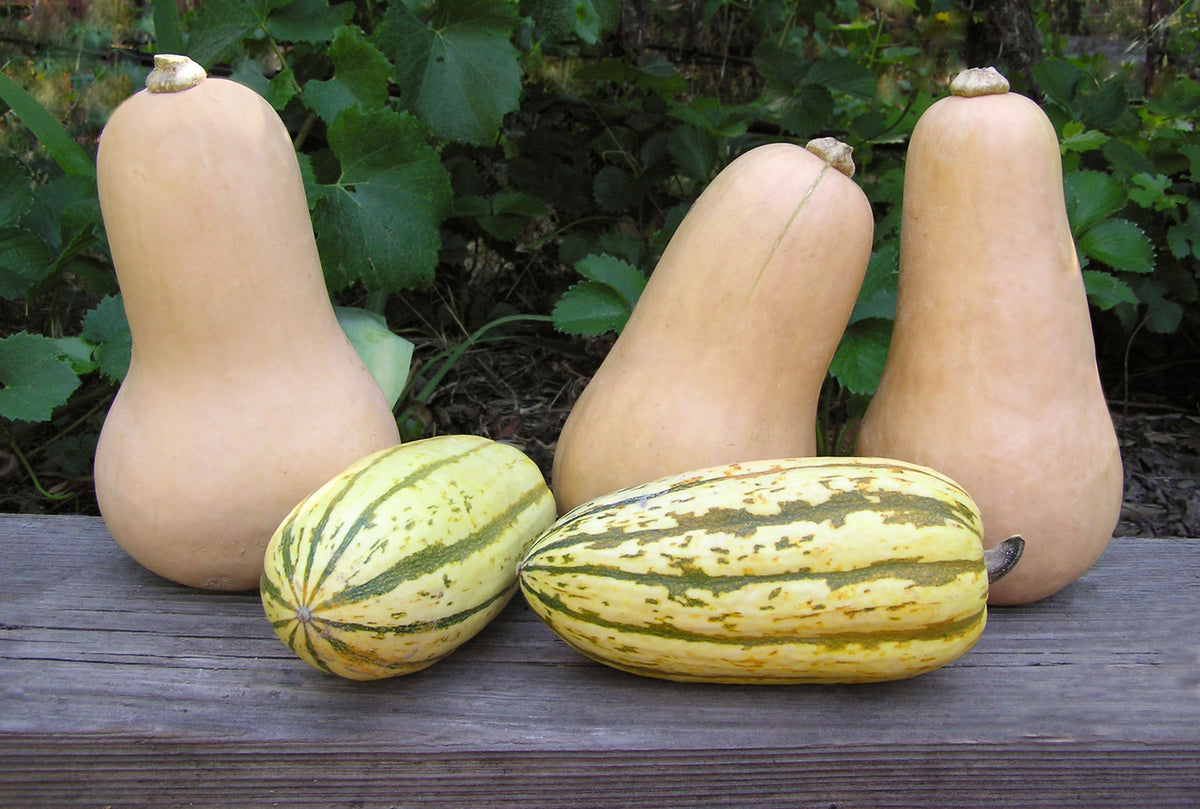'Early Butternut & Delicata' Winter Squash Duo – Renee's Garden