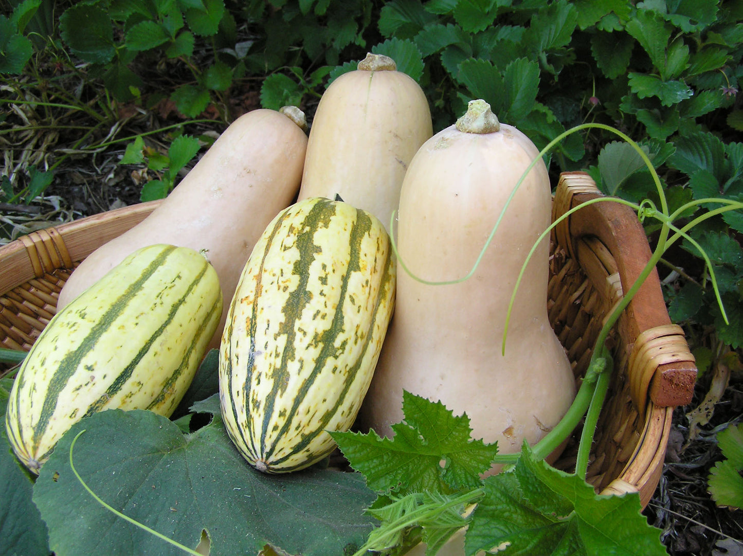 Early Butternut & Delicata