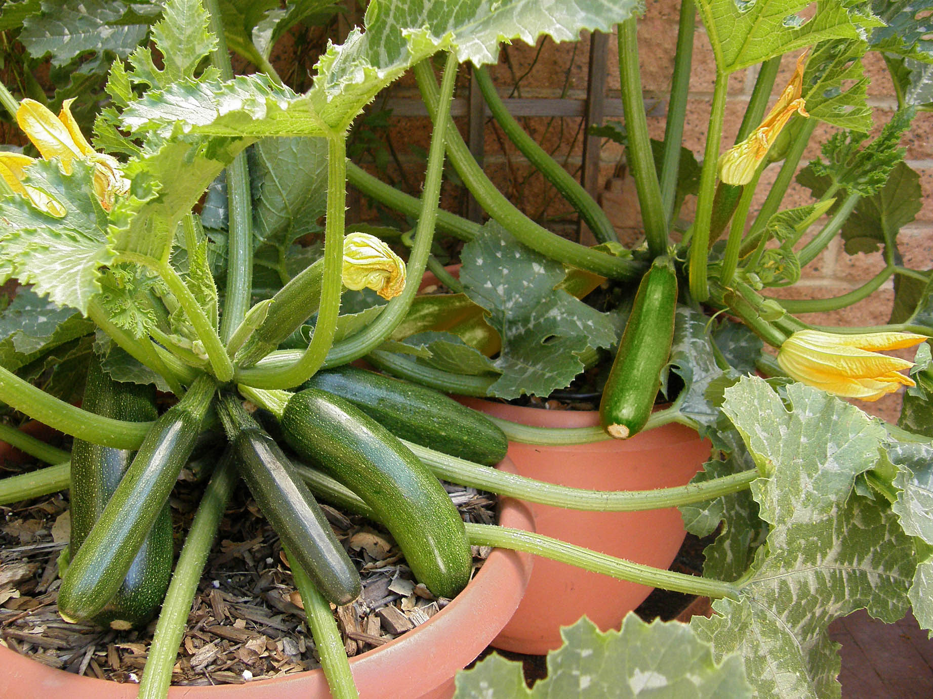 plant zucchini in a pot Container Zucchini