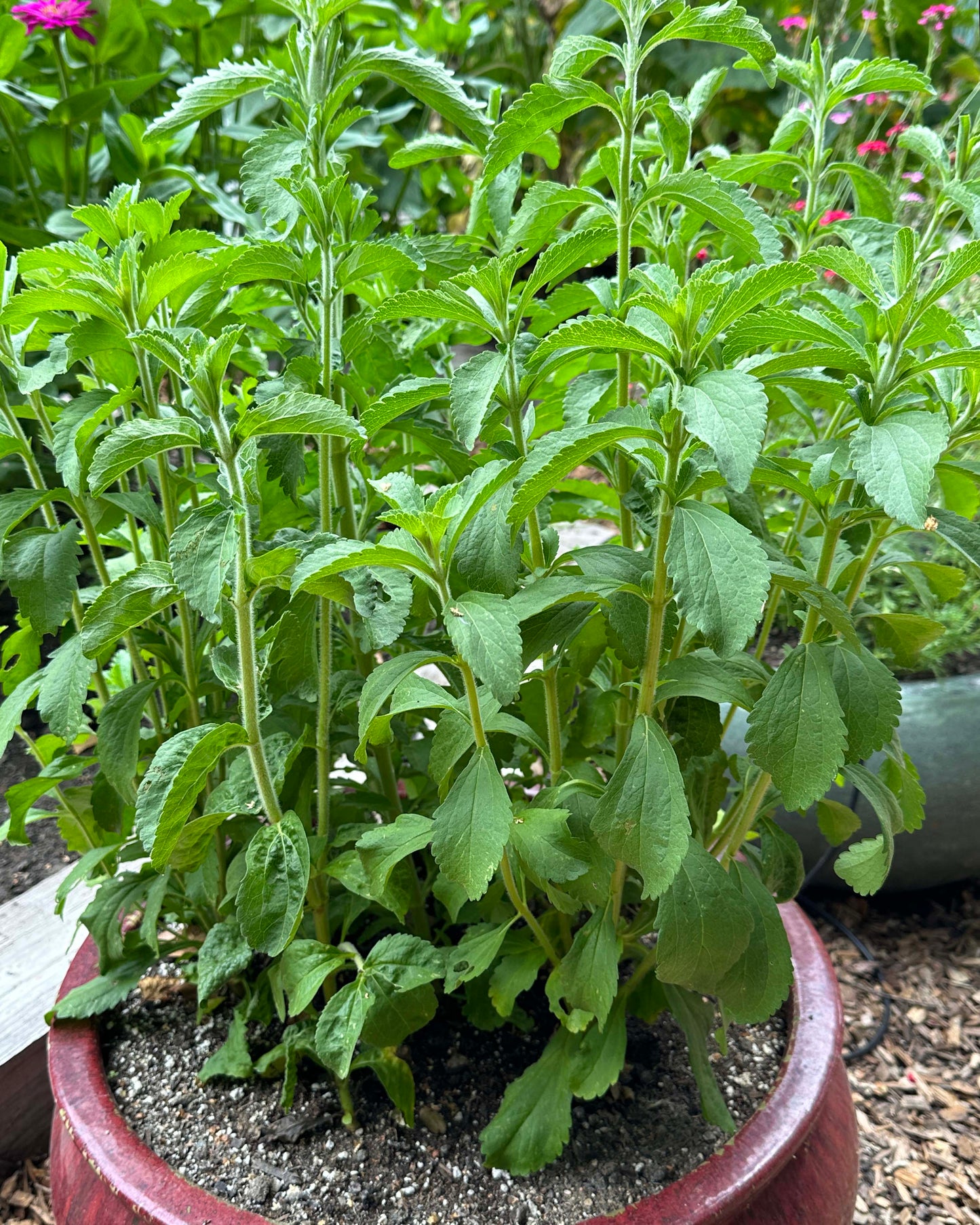 Heirloom Herbs - Stevia