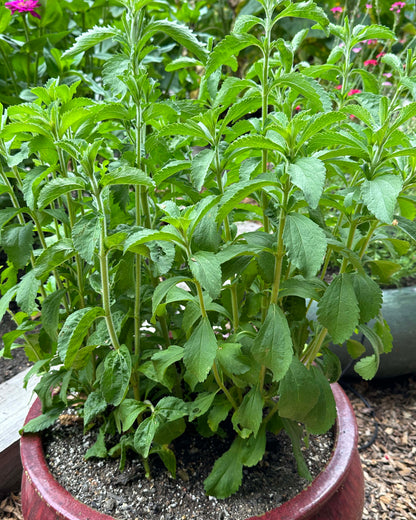Heirloom Herbs - Stevia