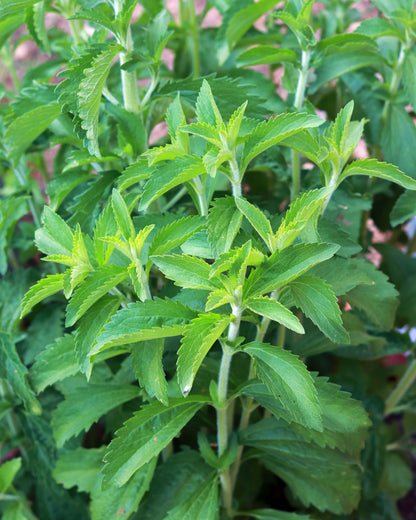 Heirloom Herbs - Stevia