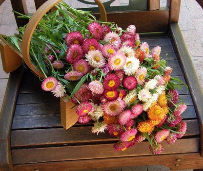 Dwarf Strawflower - Rainbow Bouquet