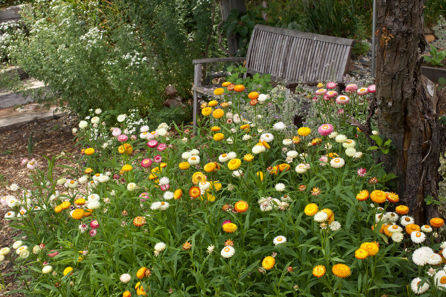 Dwarf Strawflower - Rainbow Bouquet