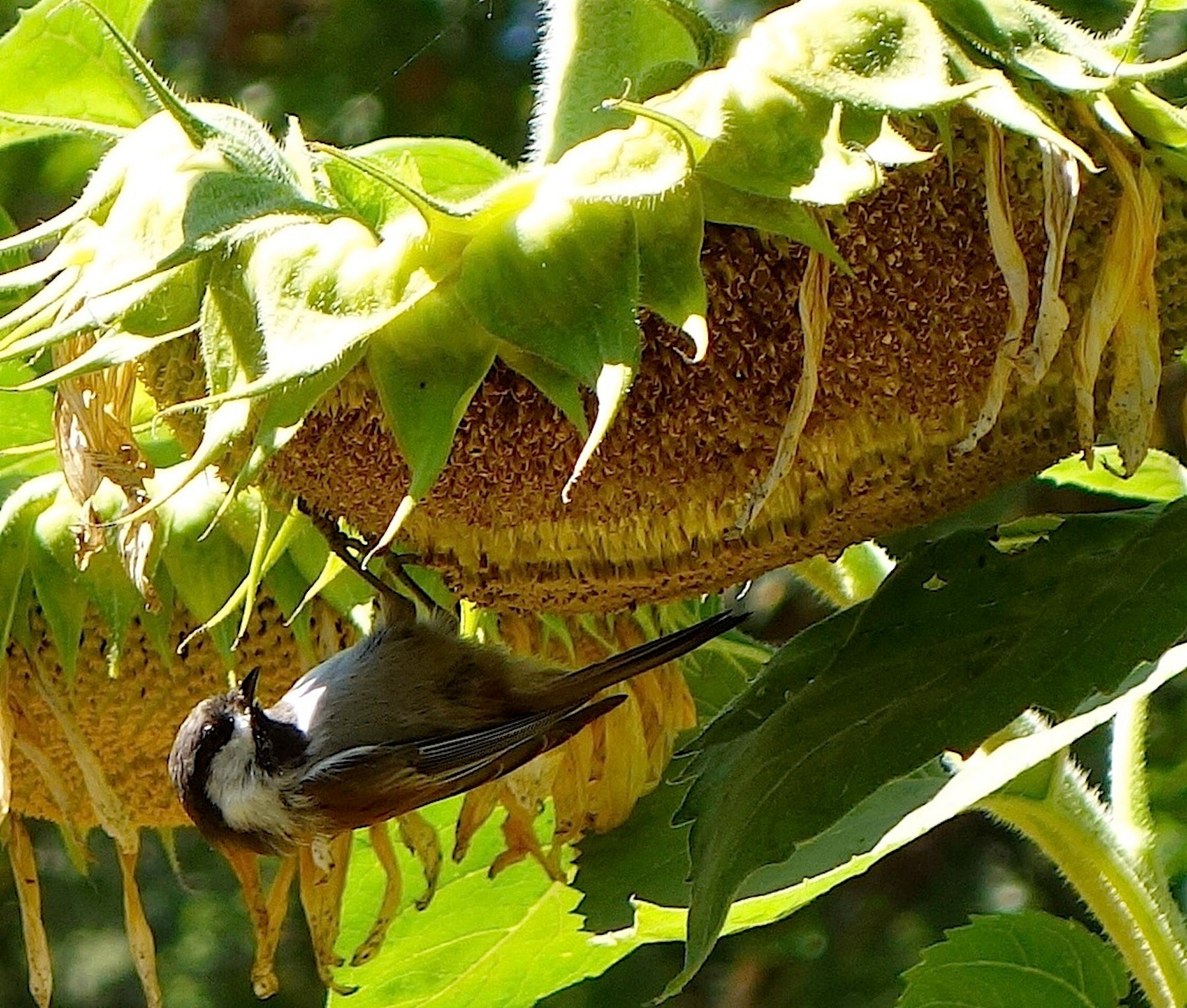 will birds eat sunflower seeds from the plant Songbird/Pollinator Flowers