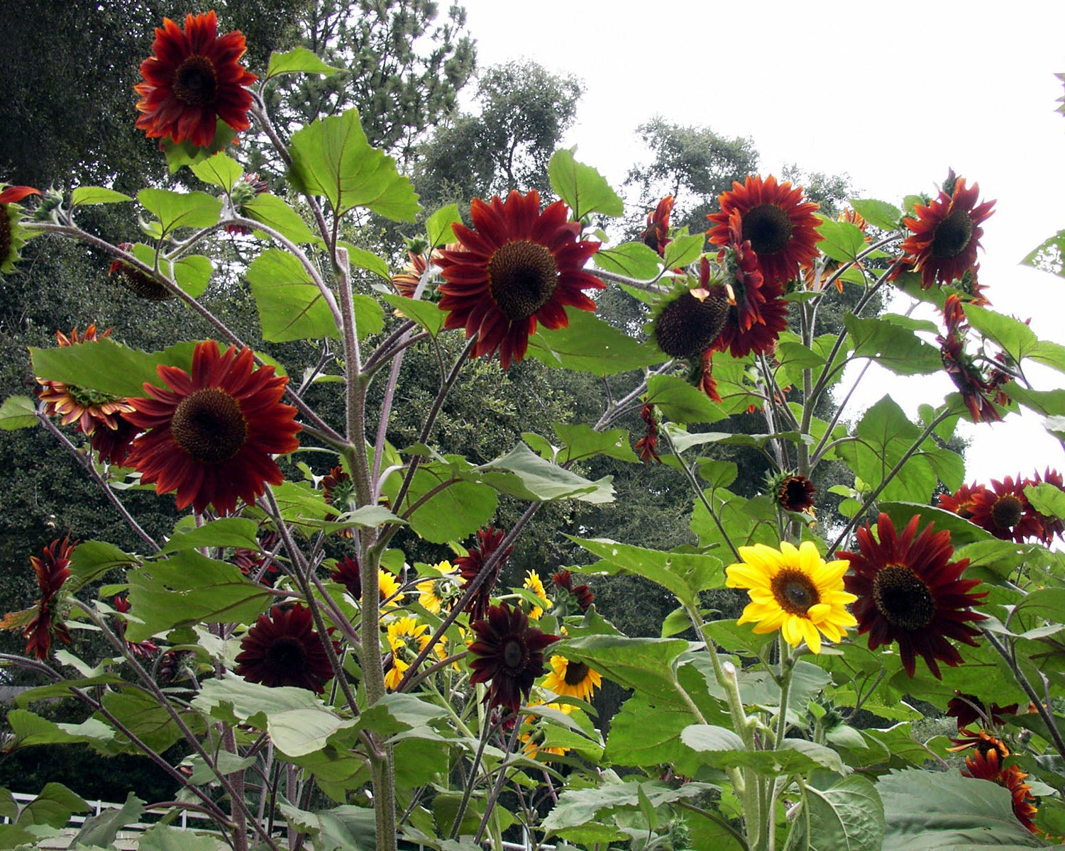 sunflower succulent Renee's Garden Assorted Cottage Garden Flower Seeds